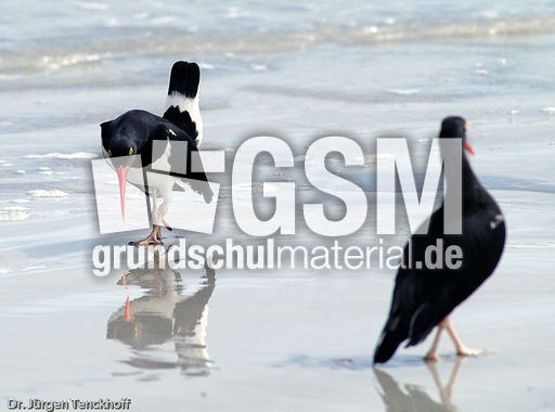 Weißer Austernfischer (6 von 8).jpg